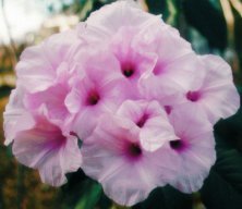 mglory.jpg Morning Glory at Pleasant Top